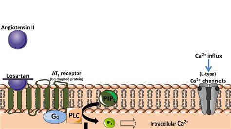 Losartan Potassium 50mg Working Mechanism