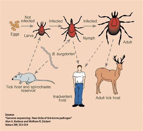 Lyme Disease Transmission