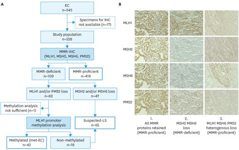 MMR Jab Next Steps