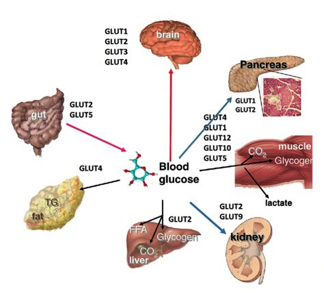 Maintaining Glucose