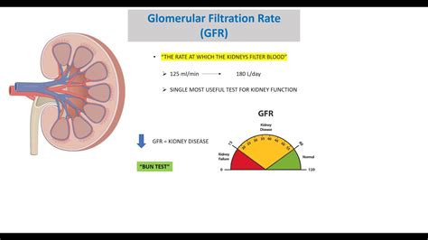 Measuring GFR