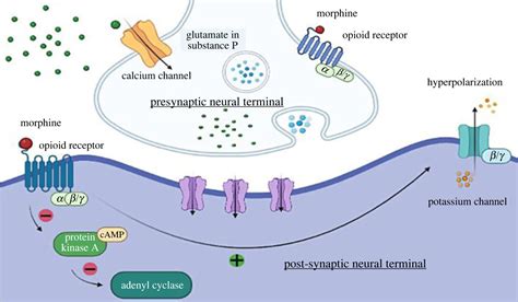 Mechanism of Action