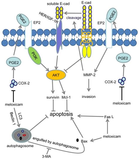 Meloxicam Mechanism of Action