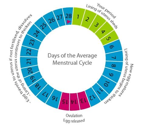 Menstrual Cycle Calculation