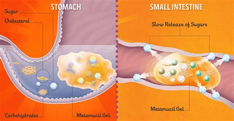 Metamucil Mechanism