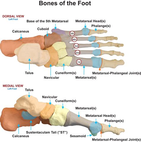 Metatarsal Phalangeal Joint Anatomy