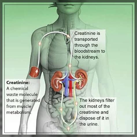 Monitoring Creatinine