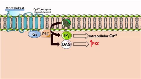 How Montelukast Works