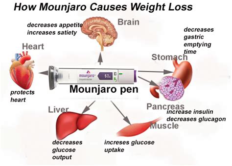 Mounjaro Mechanism