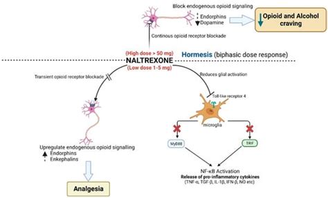 Naltrexone Mechanism of Action