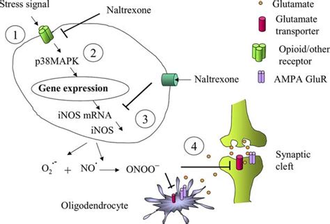 Naltrexone and Multiple Sclerosis