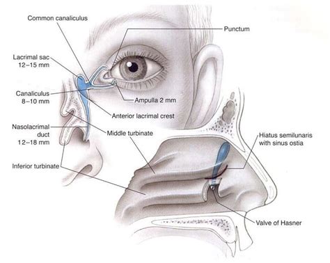 Nasolacrimal Duct Anatomy