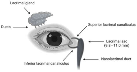 Nasolacrimal Duct Future Directions