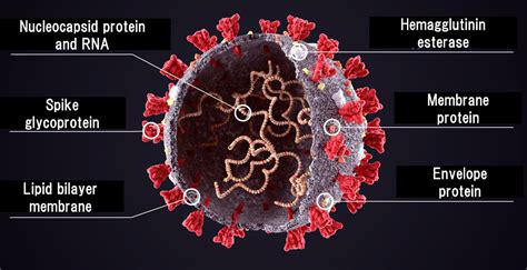 New Covid Virus Variants