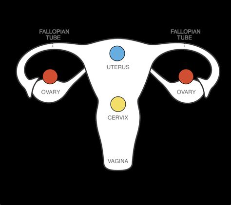 Nexplanon How It Works