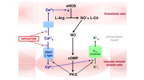Nifedipine Mechanism of Action