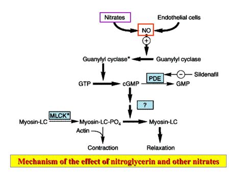 Nitroglycerin Mechanism of Action