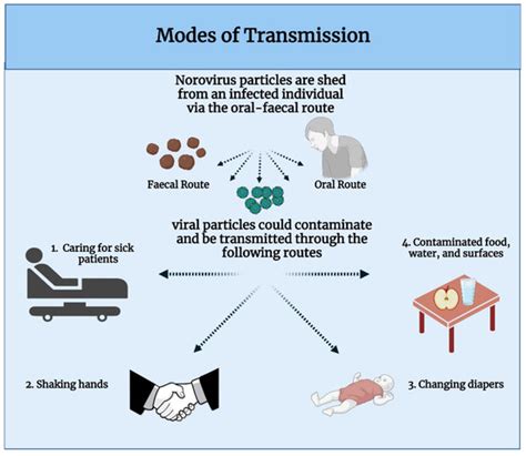 Norovirus Transmission