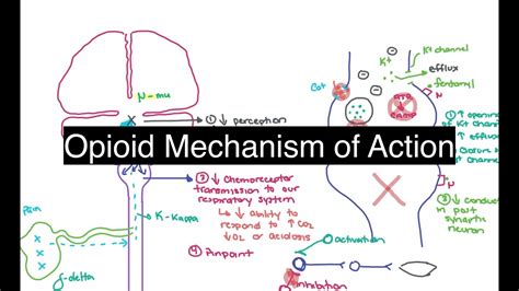 Opioid Mechanisms