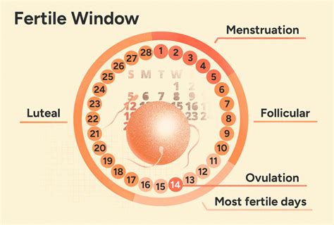 Ovulation Calculation
