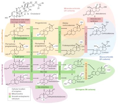 Oxandrolone Pharmacodynamics