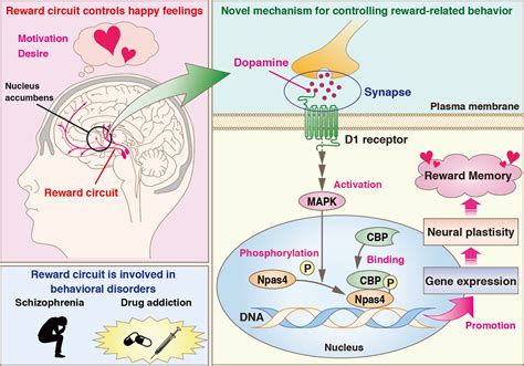 Brain and opioid interaction