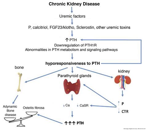 PTH Hormone Imbalance