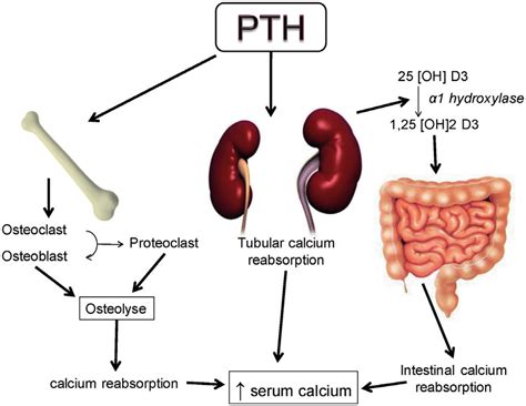 PTH Hormone Prevention