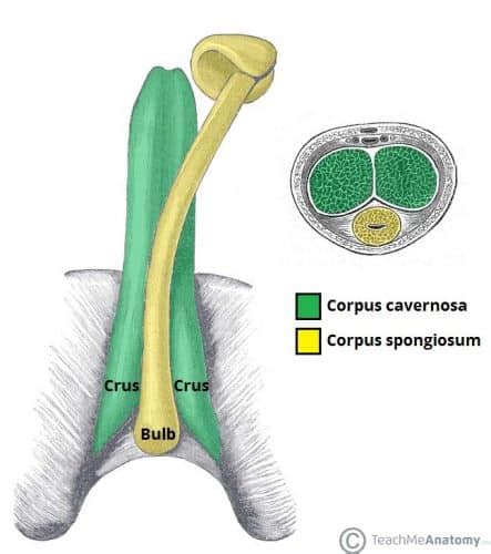 Penile Fracture
