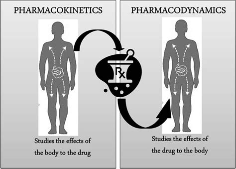 Pharmacokinetics and Pharmacodynamics