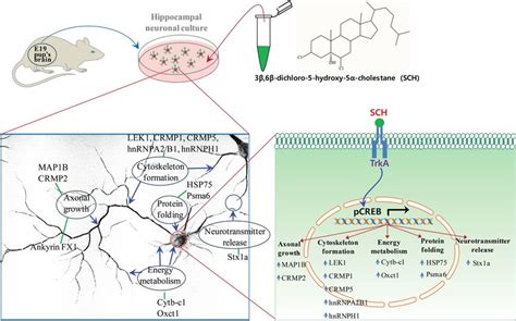 Pharmacological Mechanism of Quetiapine