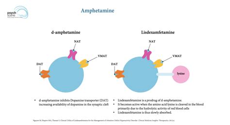 Pharmacology of D-Amphetamine