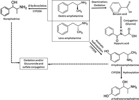 Phentermine Metabolism