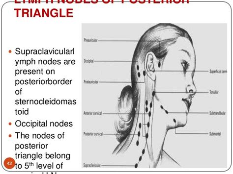 Posterior Triangle Lymph Nodes