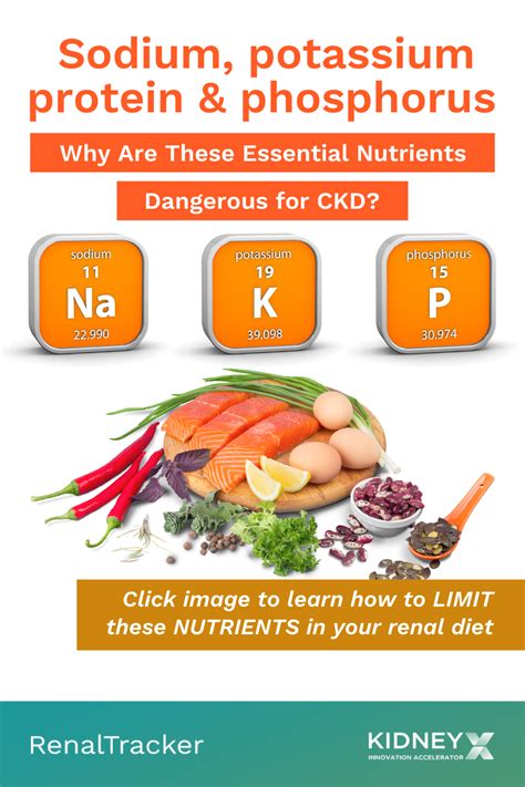 Potassium proteins
