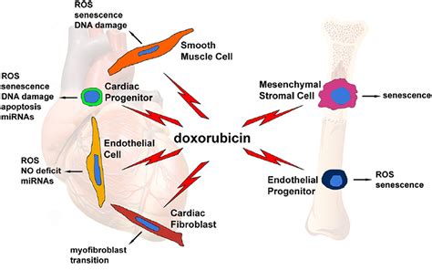 Potential Side Effects and Considerations