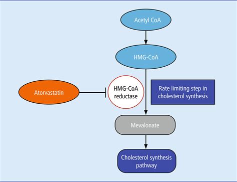 Practical Applications of Atorvastatin
