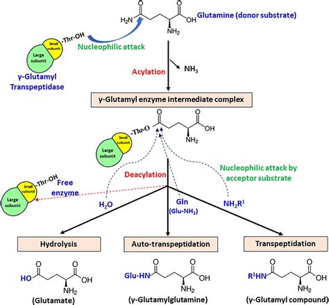 Practical Applications of Glutamyl Transpeptidase Gamma Enzyme