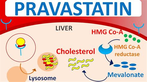 Pravastatin Interactions