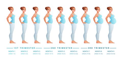 Pregnancy in months