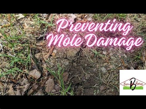 Preventing Moles