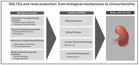 Protective Effects on the Kidneys