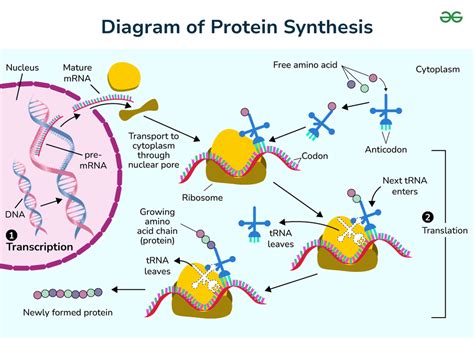 Protein synthesis process