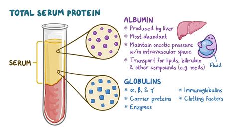 Protein Total Blood Test Results: Clinical Significance