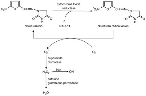 Resistance to Nitrofurantoin Mono
