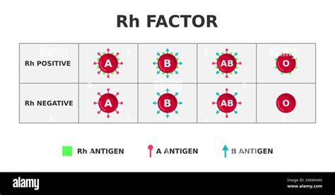 Rh Blood Type and Health Implications