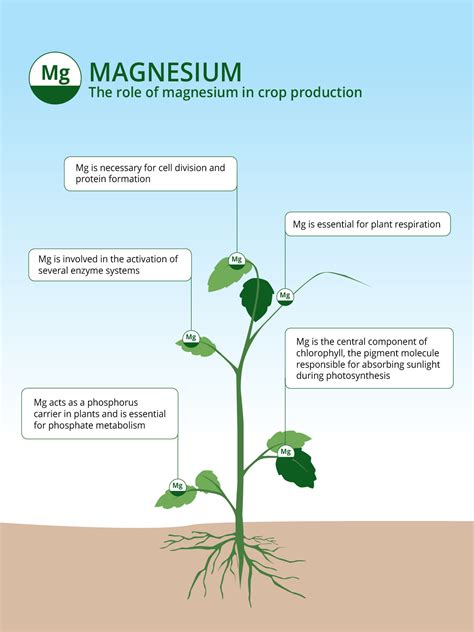 Role of Magnesium in Energy Production