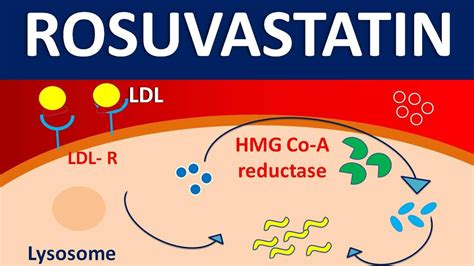 Rosuvastatin Mechanism of Action