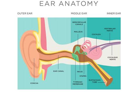 Ruptured Eardrum Symptoms