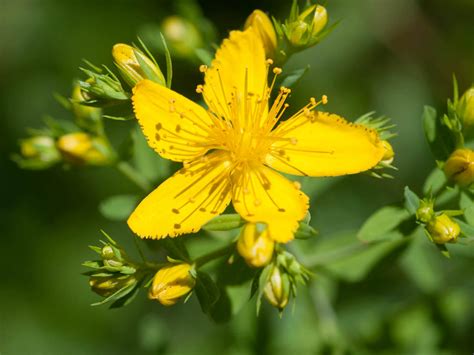 Saint John's Wort plant
